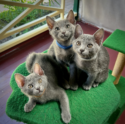 Popee's 1st litter at 9 weeks old